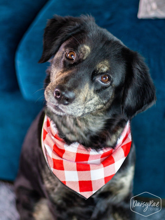 It's Bed Time Pet Bandana